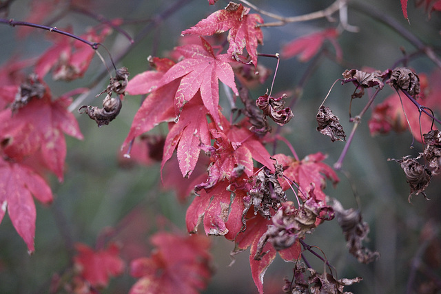 Autum leaves...