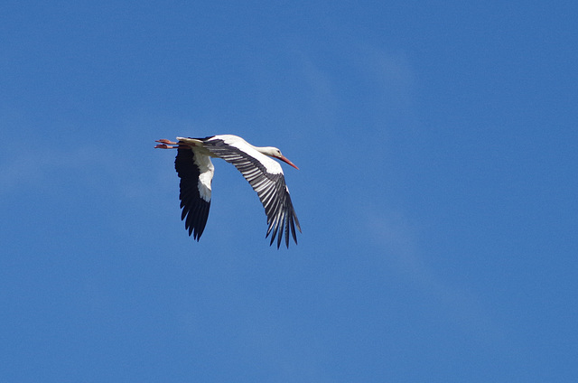 cigogne blanche