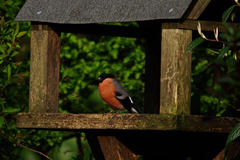 Male Bullfinch