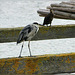 reiger