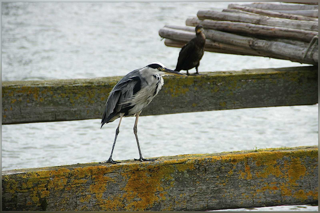 reiger