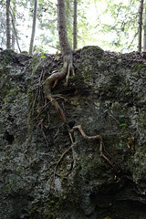 racines poussant le long de la pierre