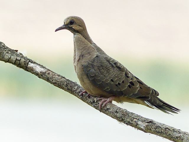 Hybrid Mourning Dove-Eurasian Collared Dove