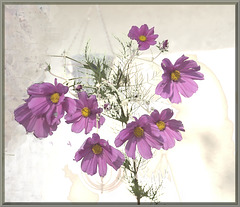 Cosmea