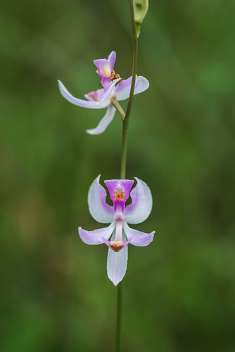 Calopogon pallidus (Pale Grass-pink orchid)