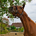 Pferd mit Äpfel (PiP)