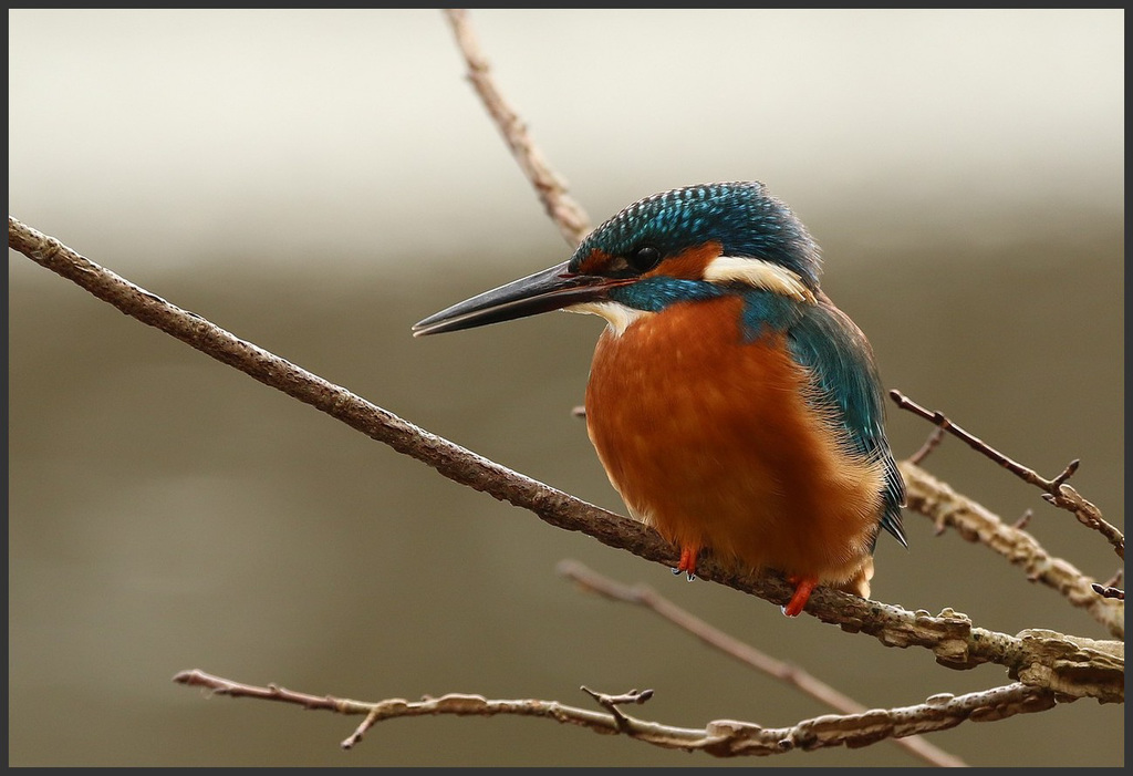 le martin et ses belles couleurs .........