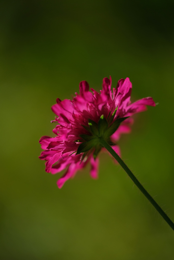 DSCF1006