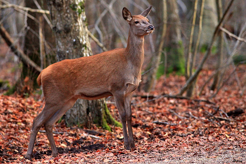 Faon de biche