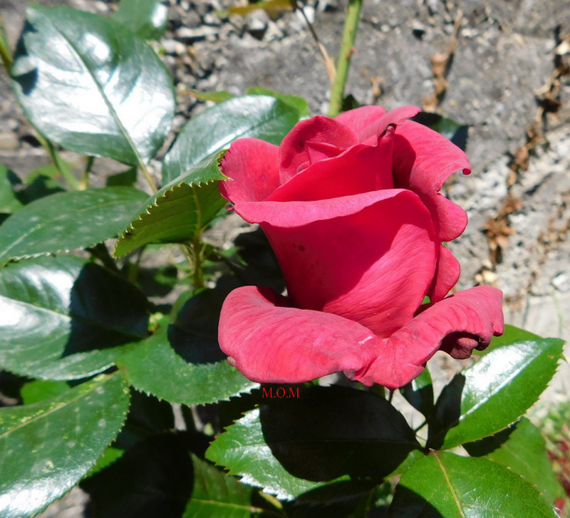 Bonne fête à toutes les Mamans*************