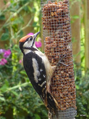 The resident woodpecker