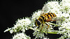 20210727 2066CPw [D~LIP] Totenkopf-Schwebfliege (Myathropa florea), Möhre (Daucus carota), Bad Salzuflen