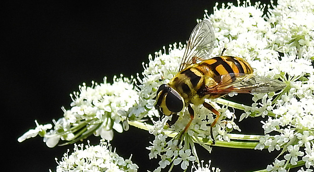 20210727 2066CPw [D~LIP] Totenkopf-Schwebfliege (Myathropa florea), Möhre (Daucus carota), Bad Salzuflen