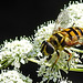 20210727 2066CPw [D~LIP] Totenkopf-Schwebfliege (Myathropa florea), Möhre (Daucus carota), Bad Salzuflen