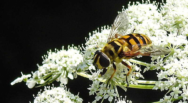 20210727 2066CPw [D~LIP] Totenkopf-Schwebfliege (Myathropa florea), Möhre (Daucus carota), Bad Salzuflen