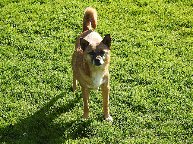 20220420 0546CPw [D~MI] Shiba, Hundewiese, Hille