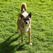 20220420 0546CPw [D~MI] Shiba, Hundewiese, Hille