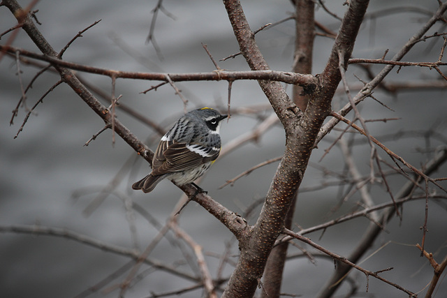 Yellow-rumped Warbler