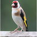 EF7A0036 Goldfinch