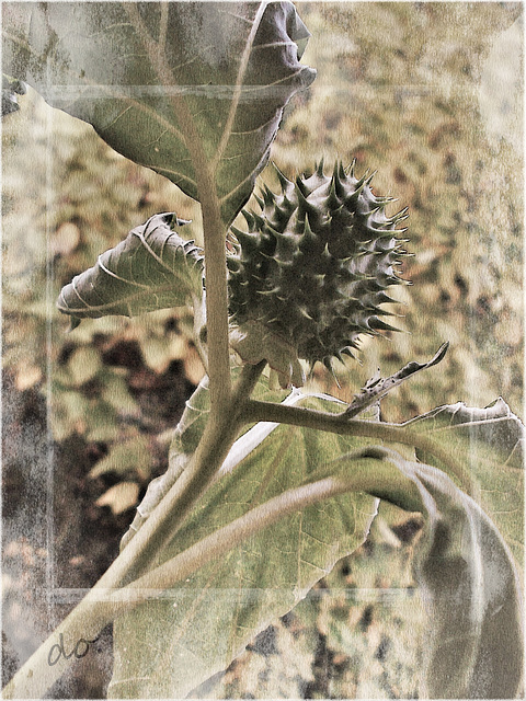 datura 19