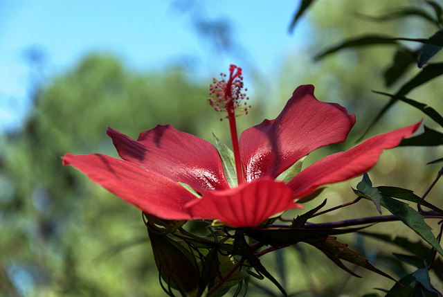 Hibiscus