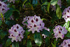 Rhododendronblüten im Eulbacher Park