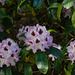 Rhododendronblüten im Eulbacher Park
