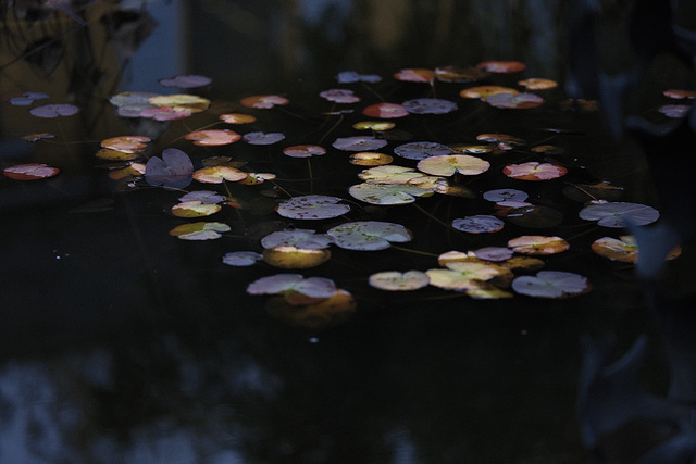 Herbststimmung im Teich