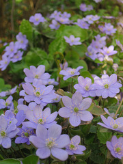 Leberblümchen