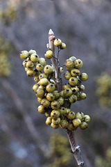 Western Poison Ivy Berries