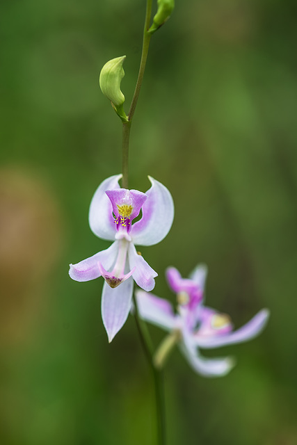 Calopogon pallidus (Pale Grass-pink orchid)