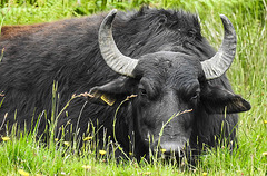 20190613 5156CPw [R~GB] Wasserbüffel, Wales