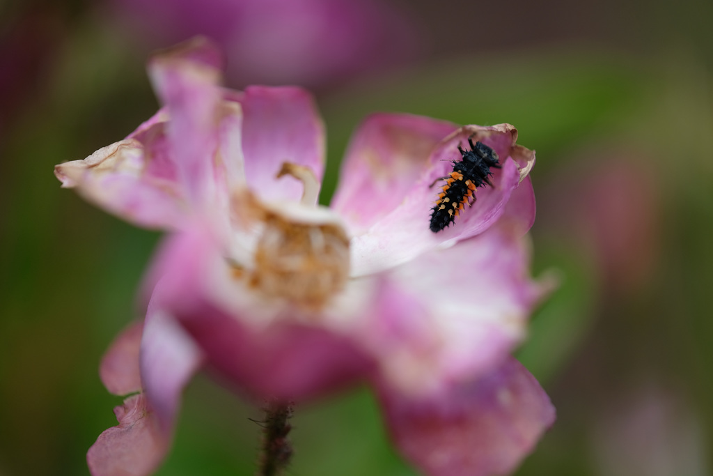 DSCF8814
