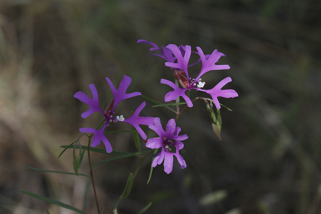 Ragged Robin