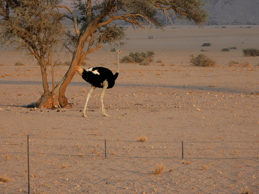 ostrich behind a fence