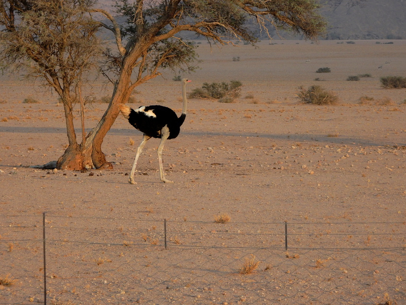 ostrich behind a fence