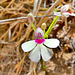 P1240480- Orchidée (femme qui danse) - Parc national Isalo. 14 novembre 2019