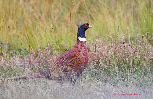 Faisan de Colchide - Phasianus colchicus - Common Pheasant