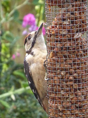 The resident woodpecker