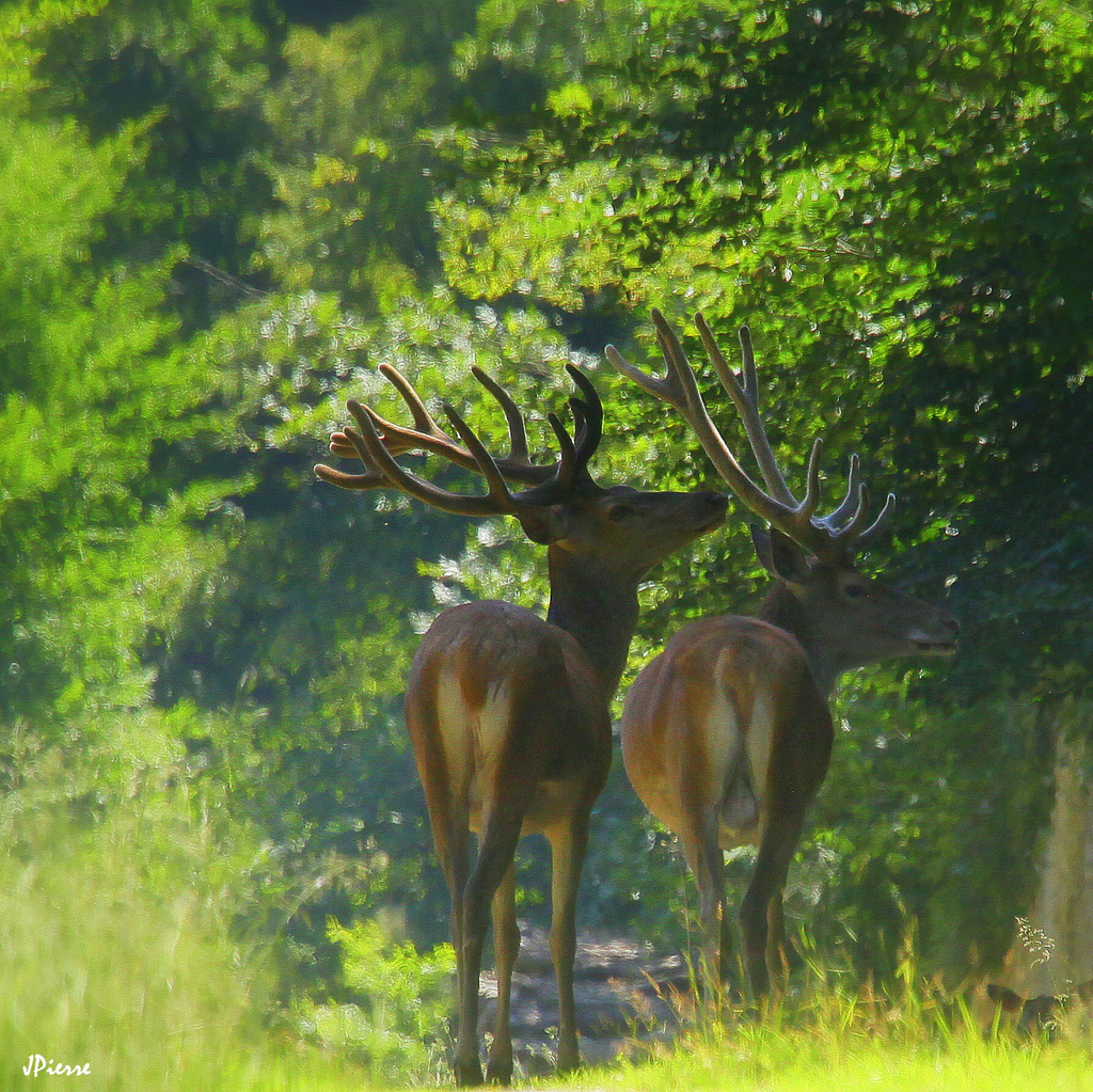 2 cerfs