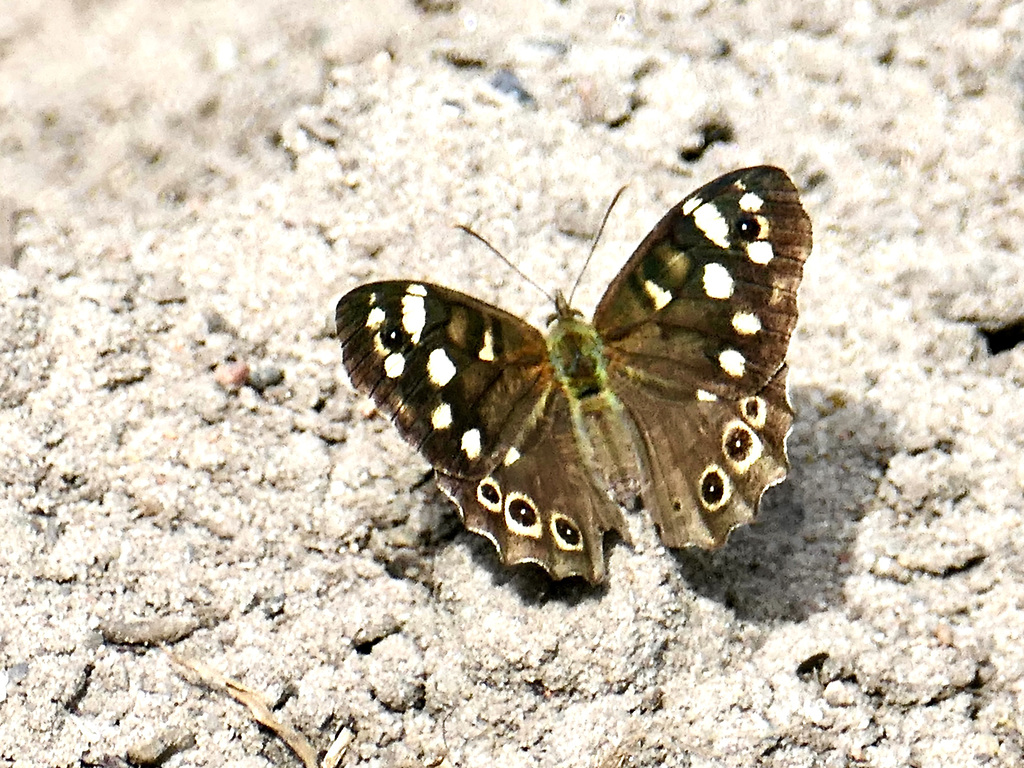 'Waldbrettspiel' auf Sand von der Sonne erwärmt