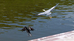 Kormoran und Graureiher in Heidelberg