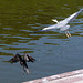 Kormoran und Graureiher in Heidelberg