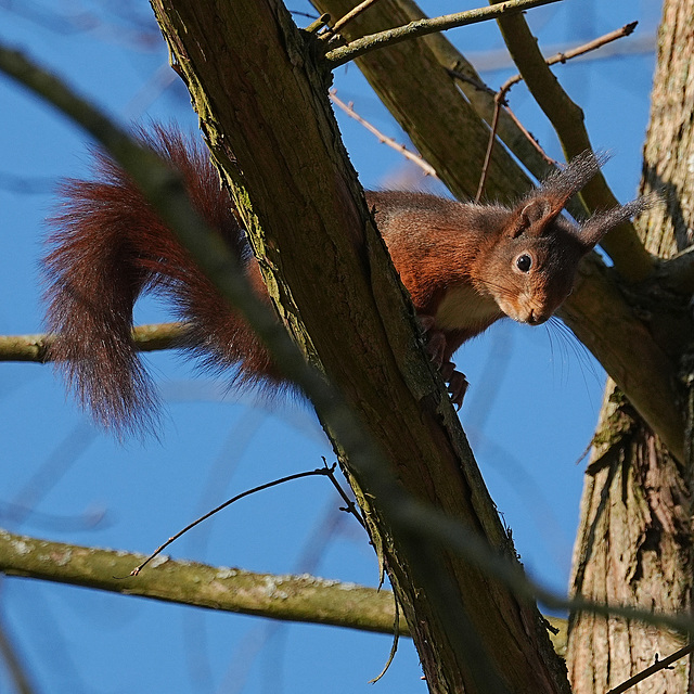 Eichhörnchen