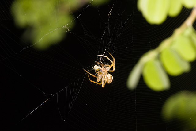 IMG 2815 Spider-1-1