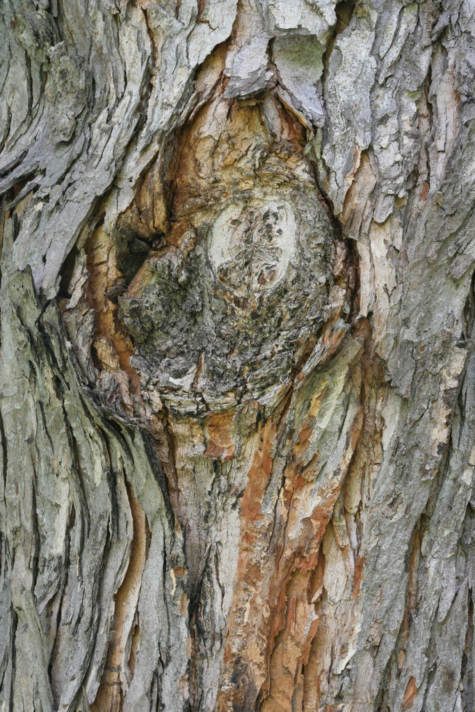 écorce/bark