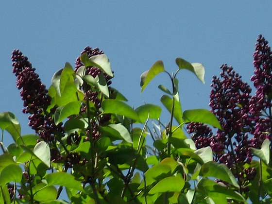 The lovely dark purple lilac