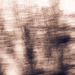 Poplar tree + camera movement