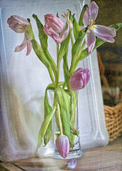 Tulip petal processed