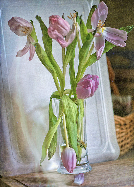 Tulip petal processed